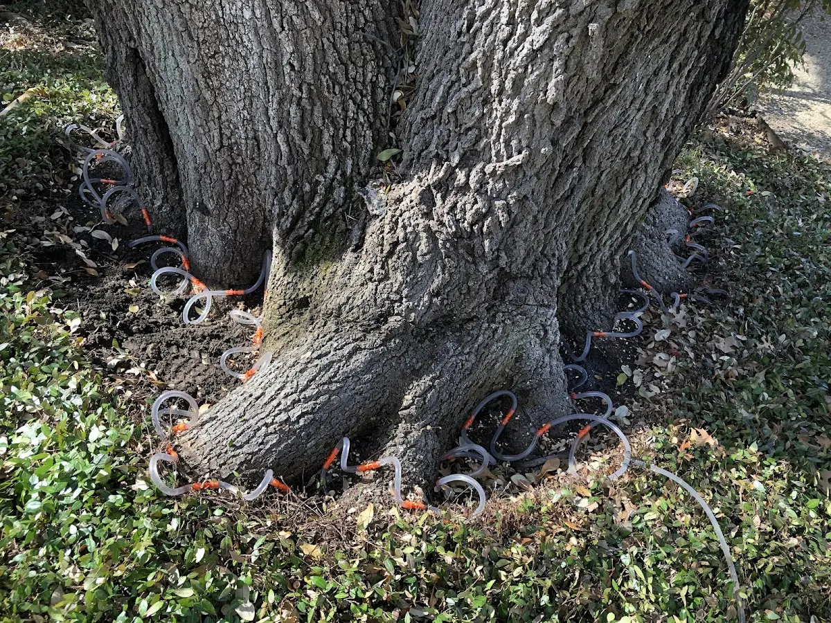 Detailed Tree Cabling and Bracing job site in Jena